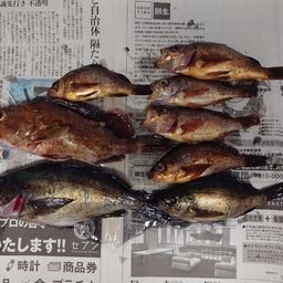 アカメバル