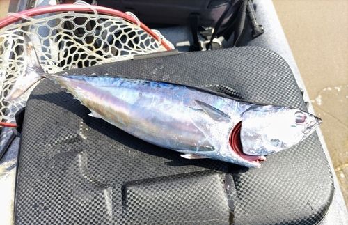 ヒラソウダの釣果