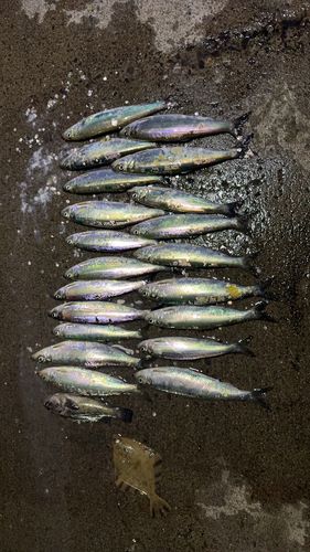 ニシンの釣果