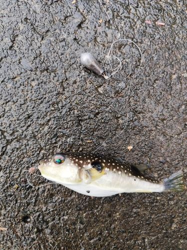 クサフグの釣果