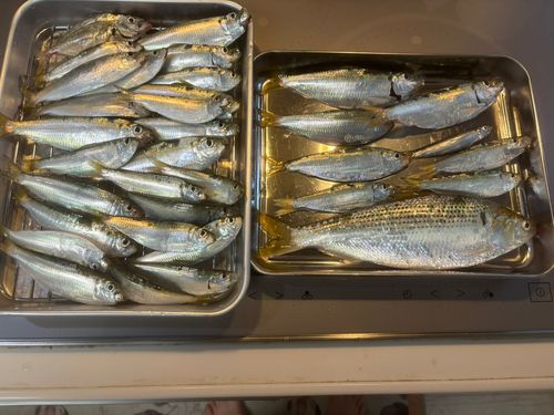 ママカリの釣果