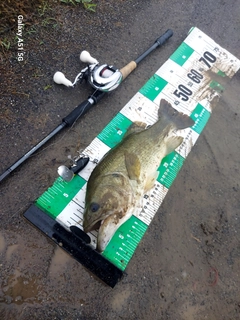 ブラックバスの釣果