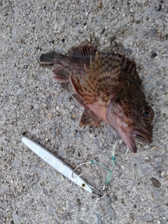 カサゴの釣果