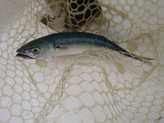 サバの釣果