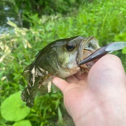 ブラックバス