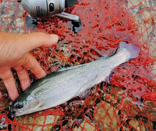 レインボートラウトの釣果