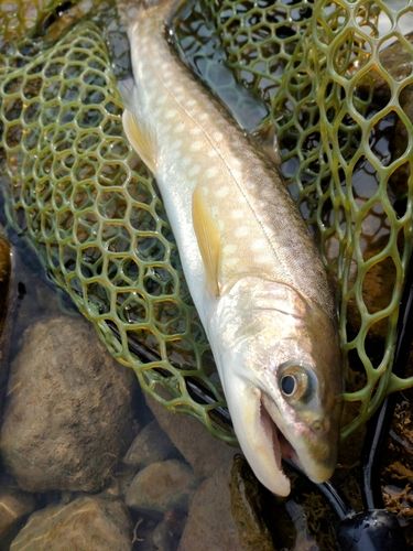 アメマスの釣果