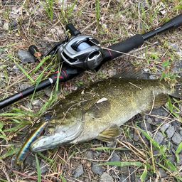 スモールマウスバス