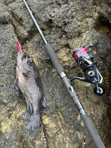 クロソイの釣果