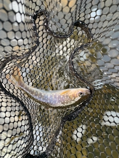 エゾイワナの釣果