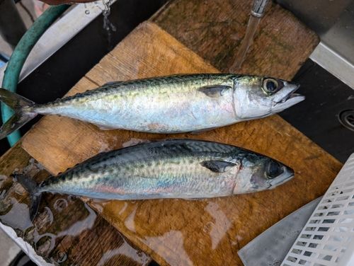 サバの釣果