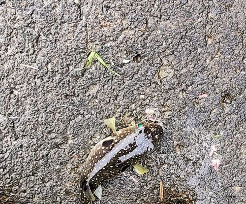 クサフグの釣果