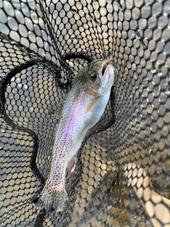 ニジマスの釣果