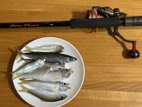 サバの釣果