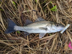 セイゴ（マルスズキ）の釣果