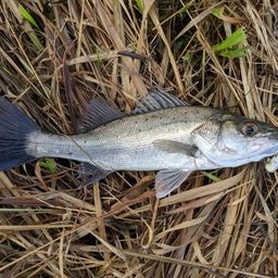 セイゴ（マルスズキ）