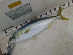 ガンドの釣果