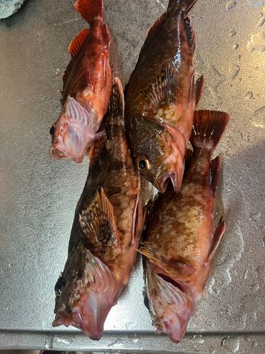 カサゴの釣果