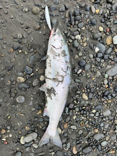 サクラマスの釣果