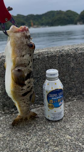クサフグの釣果