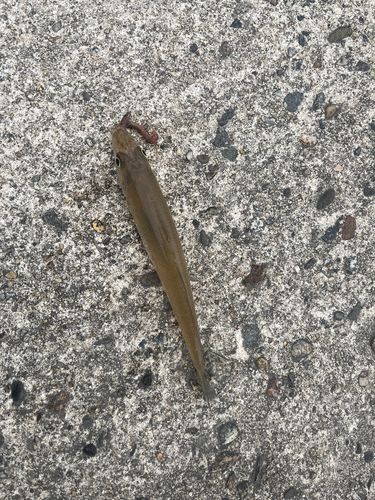 シロギスの釣果