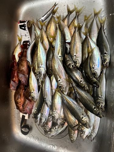 アジの釣果