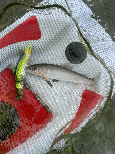 アユの釣果