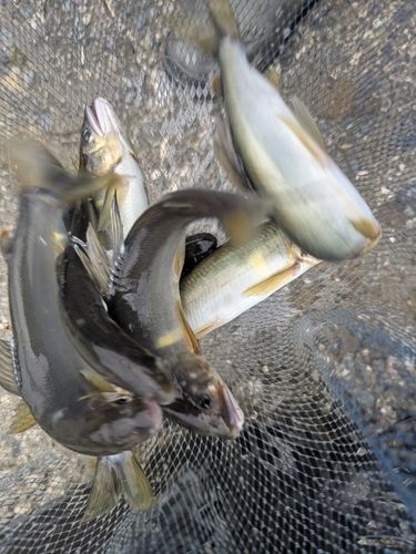 アユの釣果