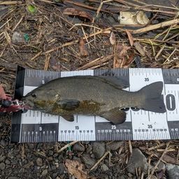 スモールマウスバス