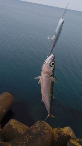 サバの釣果