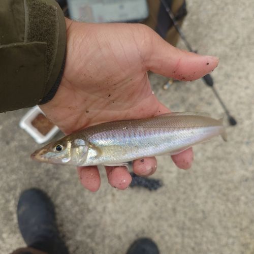 キスの釣果