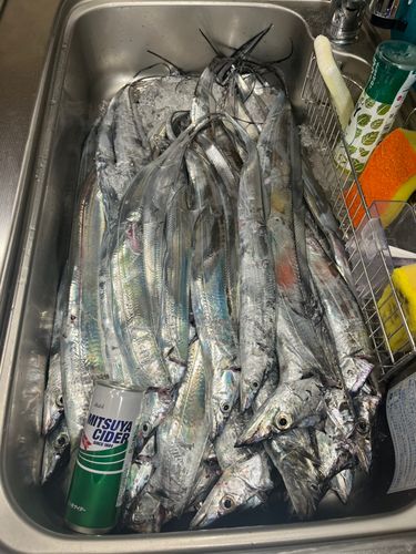 タチウオの釣果