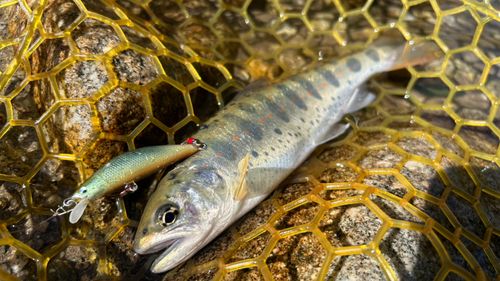 トラウトの釣果