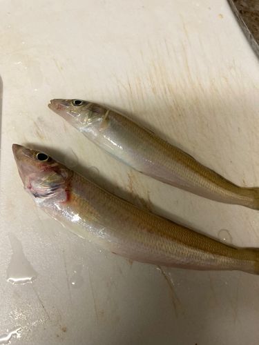 キスの釣果