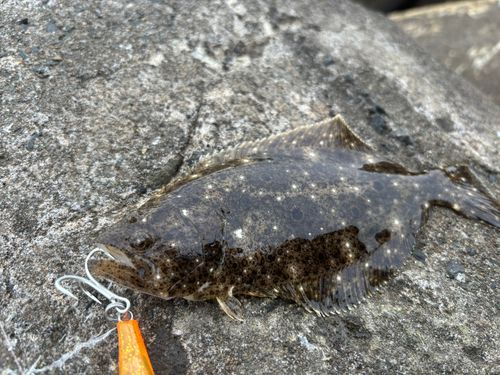 ヒラメの釣果