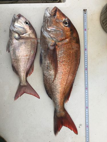 タイの釣果