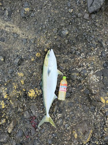 イナダの釣果