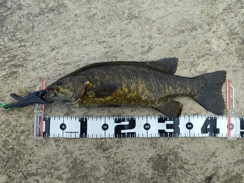 スモールマウスバスの釣果