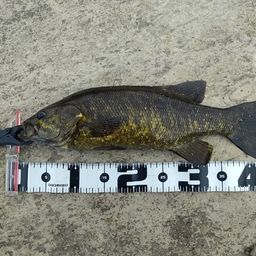 スモールマウスバス