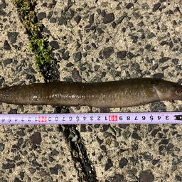 ダイナンギンポ