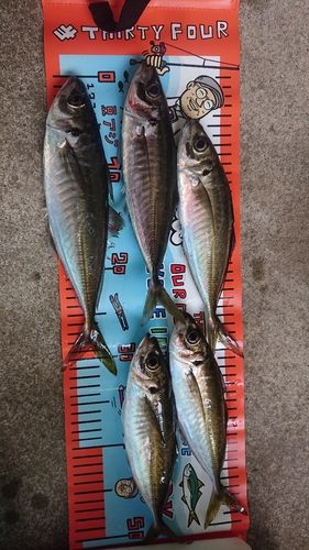 アジの釣果