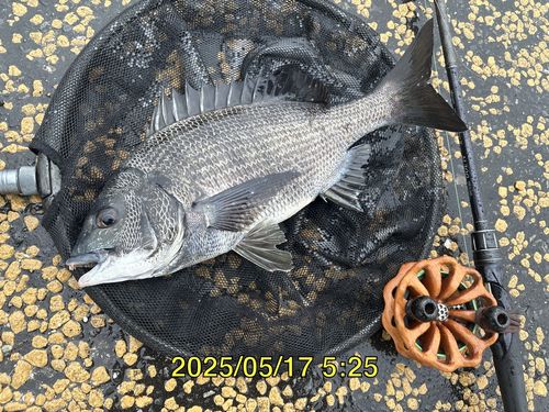 クロダイの釣果