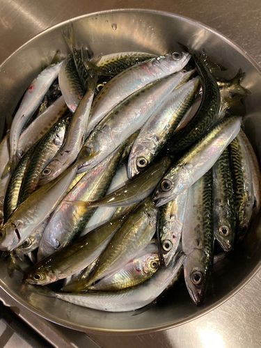 サバの釣果