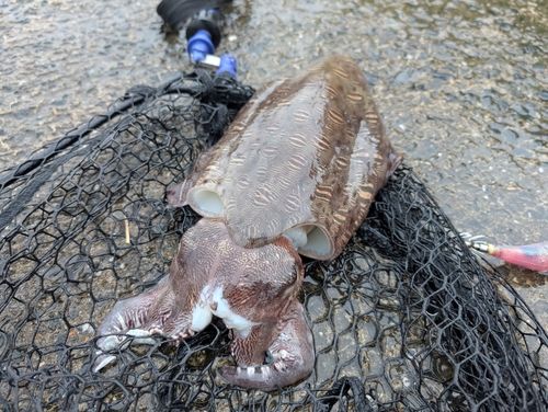 モンゴウイカの釣果