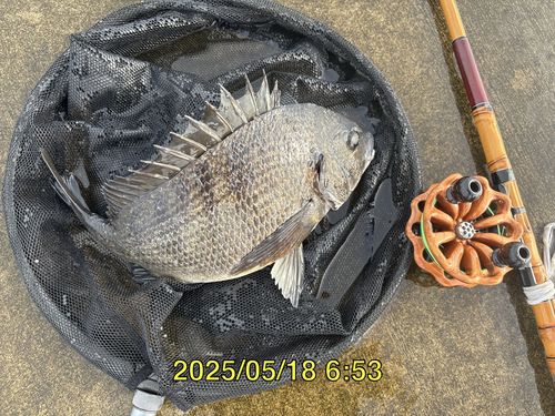 クロダイの釣果