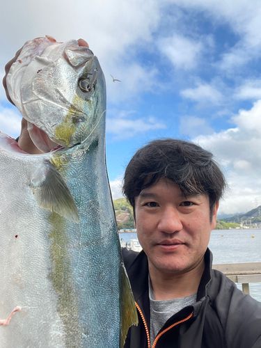 ヒラマサの釣果