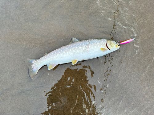 ウミアメの釣果