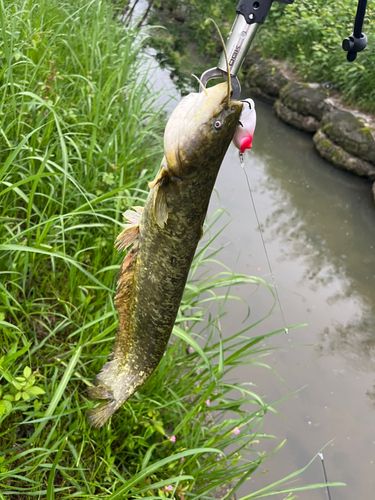 ナマズの釣果