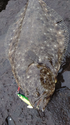 ヒラメの釣果