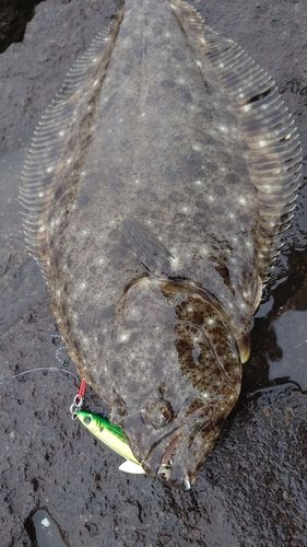 ヒラメの釣果
